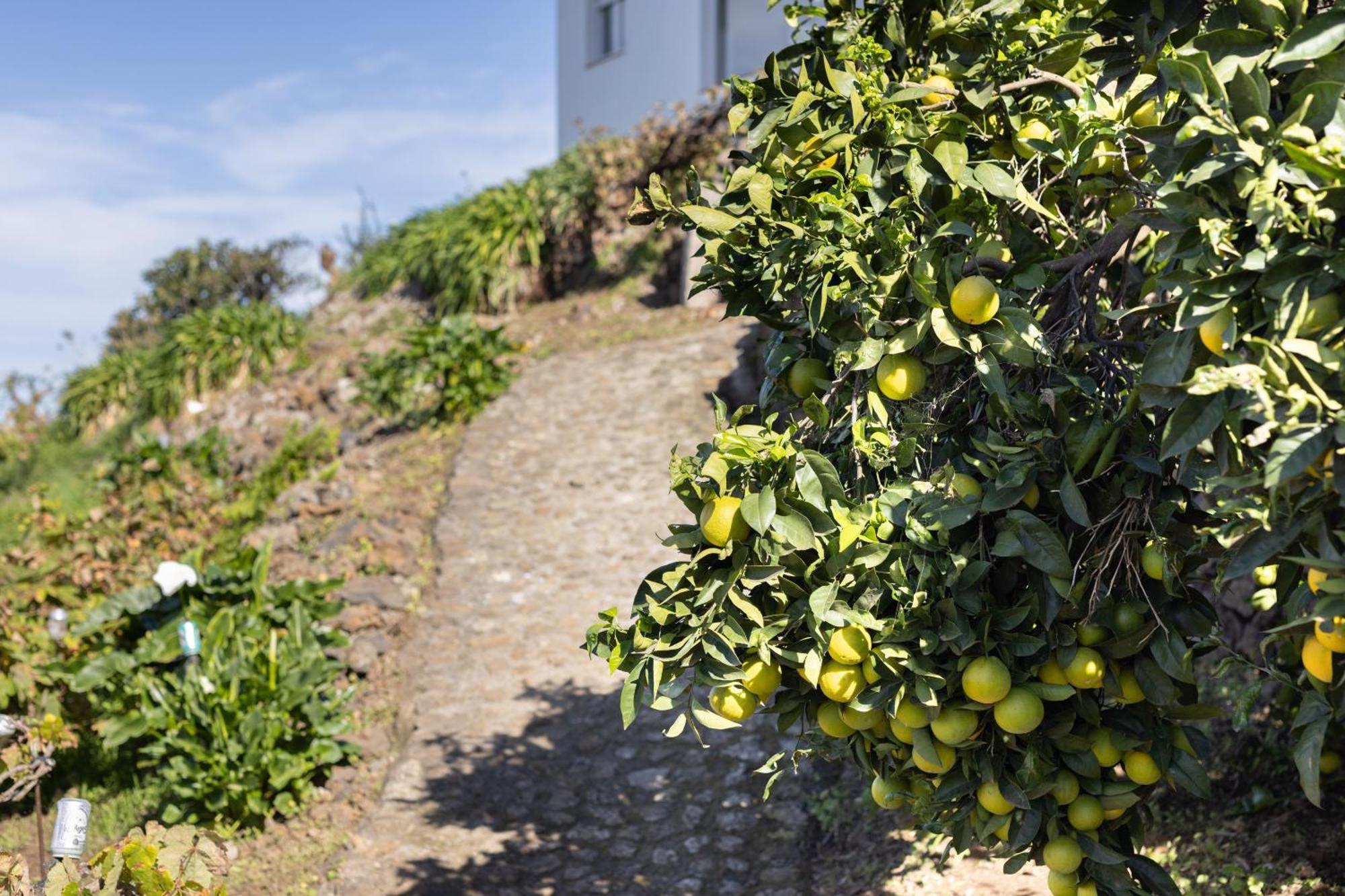 Ek Drago Finca El Milagro La Orotava Eksteriør bilde